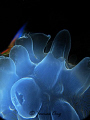   Pinnicle Jelly Fish. Pulau Redang. Canon G10. Fish Redang G10  